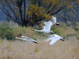 A family of Tundra Swans, Fernhill Wetlands, Forest Grove, Oregon on 27 November 2008 by Greg Gillson.
