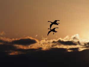 Mute Swans in silhouette