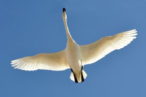 Swan flying