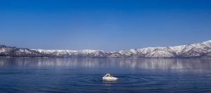 Swan in Kussharo-ko Lake