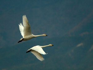 Swan, two swans flying