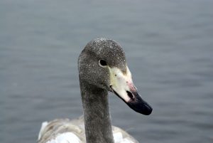 Young Swan, Cygnus cygnus