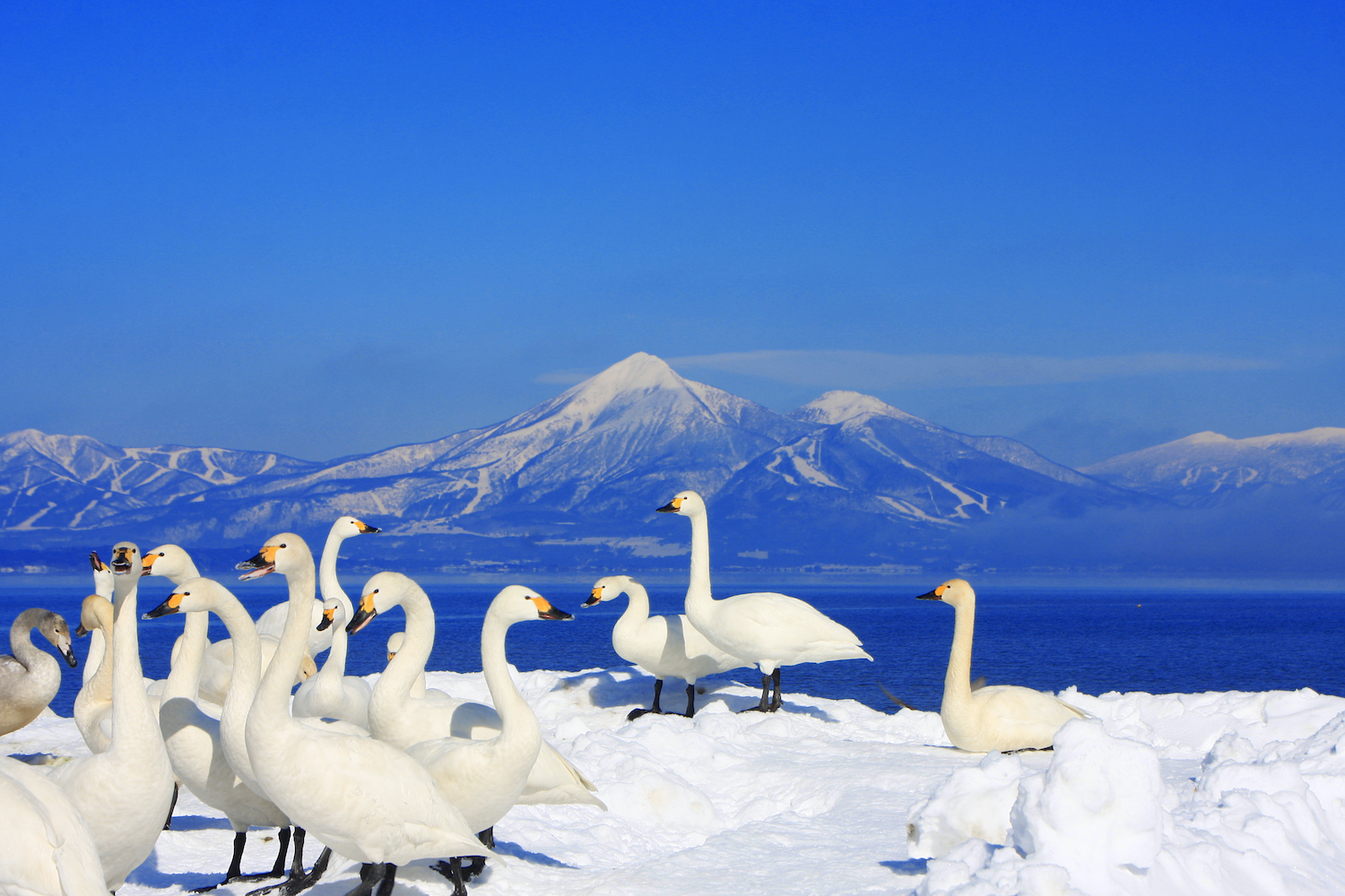 Lake Inawashiro and Mount Bandai with swans on the snow