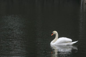 The Swan in Imperial Palace, Tokyo, Japan