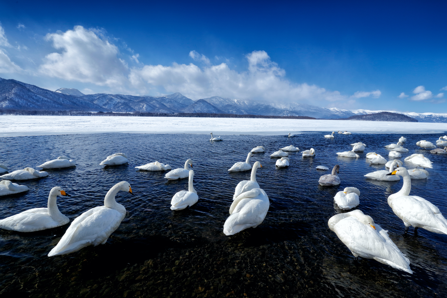 Whooper Swans, Cygnus cygnus, birds in the nature habitat, Lake Kusharo, winter scene with snow and ice in the water, foggy mountain in the background, Hokkaido, Japan.