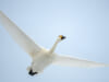 Swan Incoming: Flying Schedule and Where to Spot Them in Japan
