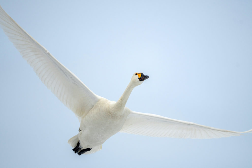 The beautiful, white Bewick's Swan flying in the winter sky of Japan