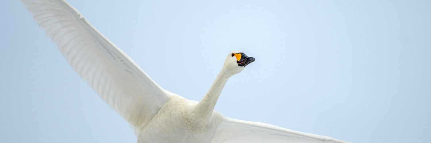 The beautiful, white Bewick's Swan flying in the winter sky of Japan