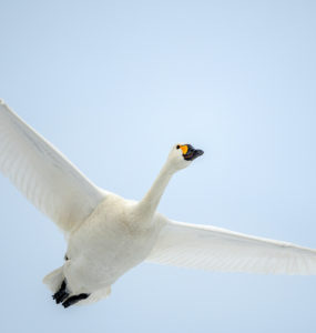 The beautiful, white Bewick's Swan flying in the winter sky of Japan