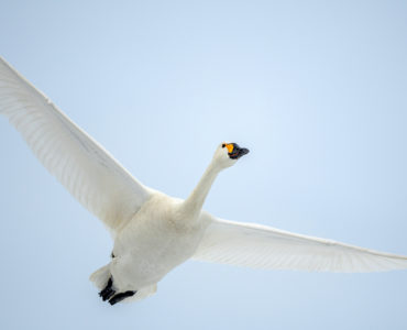 The beautiful, white Bewick's Swan flying in the winter sky of Japan