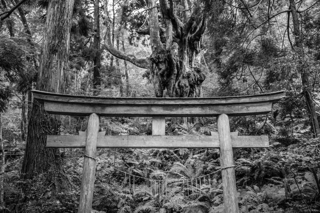 Viewed from a hiking trail, a black and white photo of an old, weathered, sacred Shinto torii gate in a dense jungle rainforest on an island in Japan.