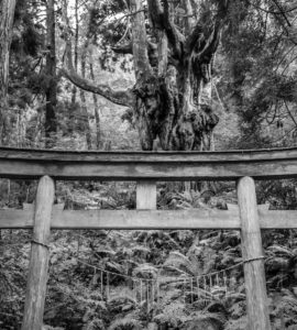 Viewed from a hiking trail, a black and white photo of an old, weathered, sacred Shinto torii gate in a dense jungle rainforest on an island in Japan.