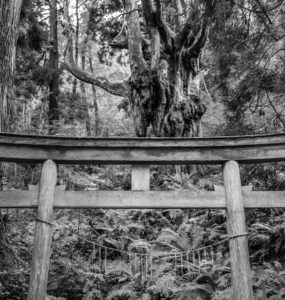 Viewed from a hiking trail, a black and white photo of an old, weathered, sacred Shinto torii gate in a dense jungle rainforest on an island in Japan.