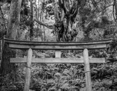 Viewed from a hiking trail, a black and white photo of an old, weathered, sacred Shinto torii gate in a dense jungle rainforest on an island in Japan.