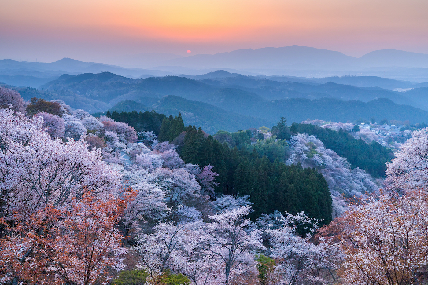 Sunset over cherry trees forest in blossom at Yoshino, Nara province, Japan