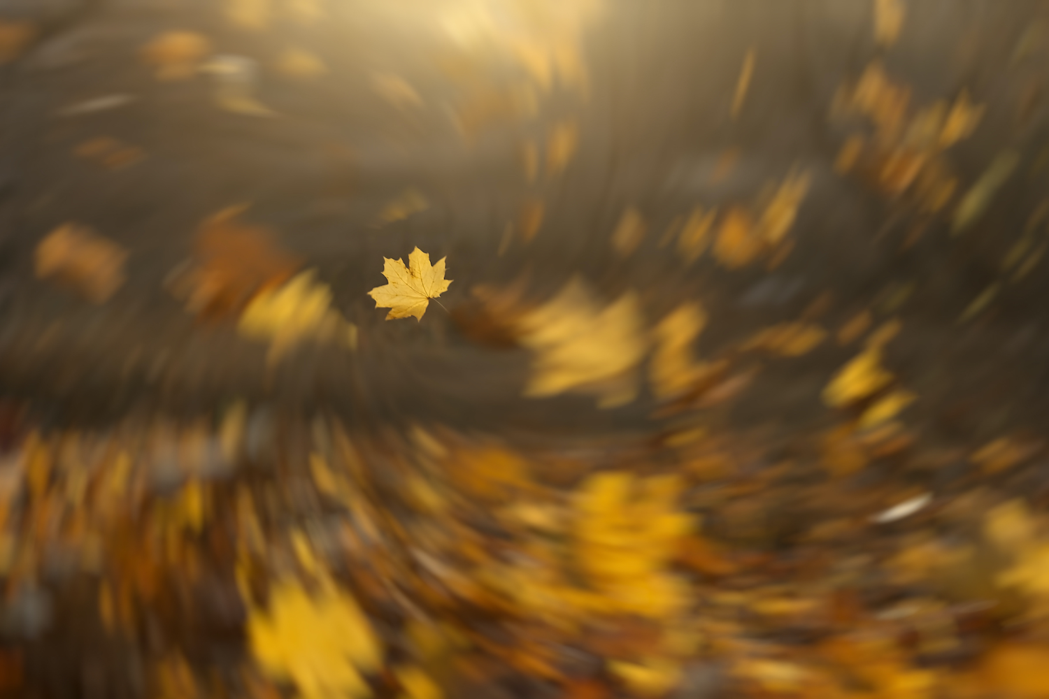 Strong wind blowing yellow maple leaves.
