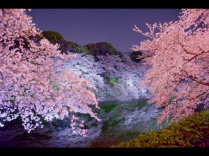 Cherry Blossom in Chidorigafuchi at Night