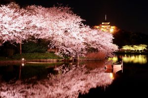 Cherry Blossom in the evening at Sankeien in Yokohama