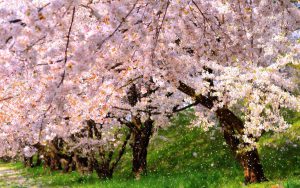 Sakura at Garyu Park in Nagano