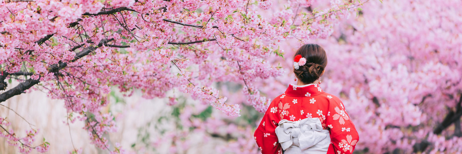 Asian woman wearing kimono with cherry blossoms, sakura in Japan.