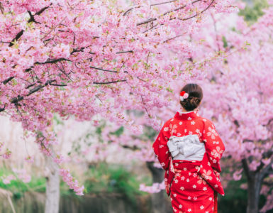 Asian woman wearing kimono with cherry blossoms, sakura in Japan.