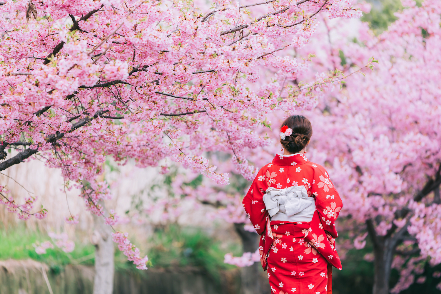 Asian woman wearing kimono with cherry blossoms, sakura in Japan.