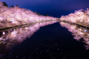Night sakura (cherry blossom) light up at Hirosaki Park, Aomori, Japan.