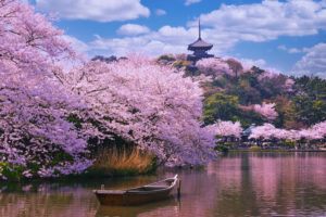 Pink sakura flowers over the river with a boat