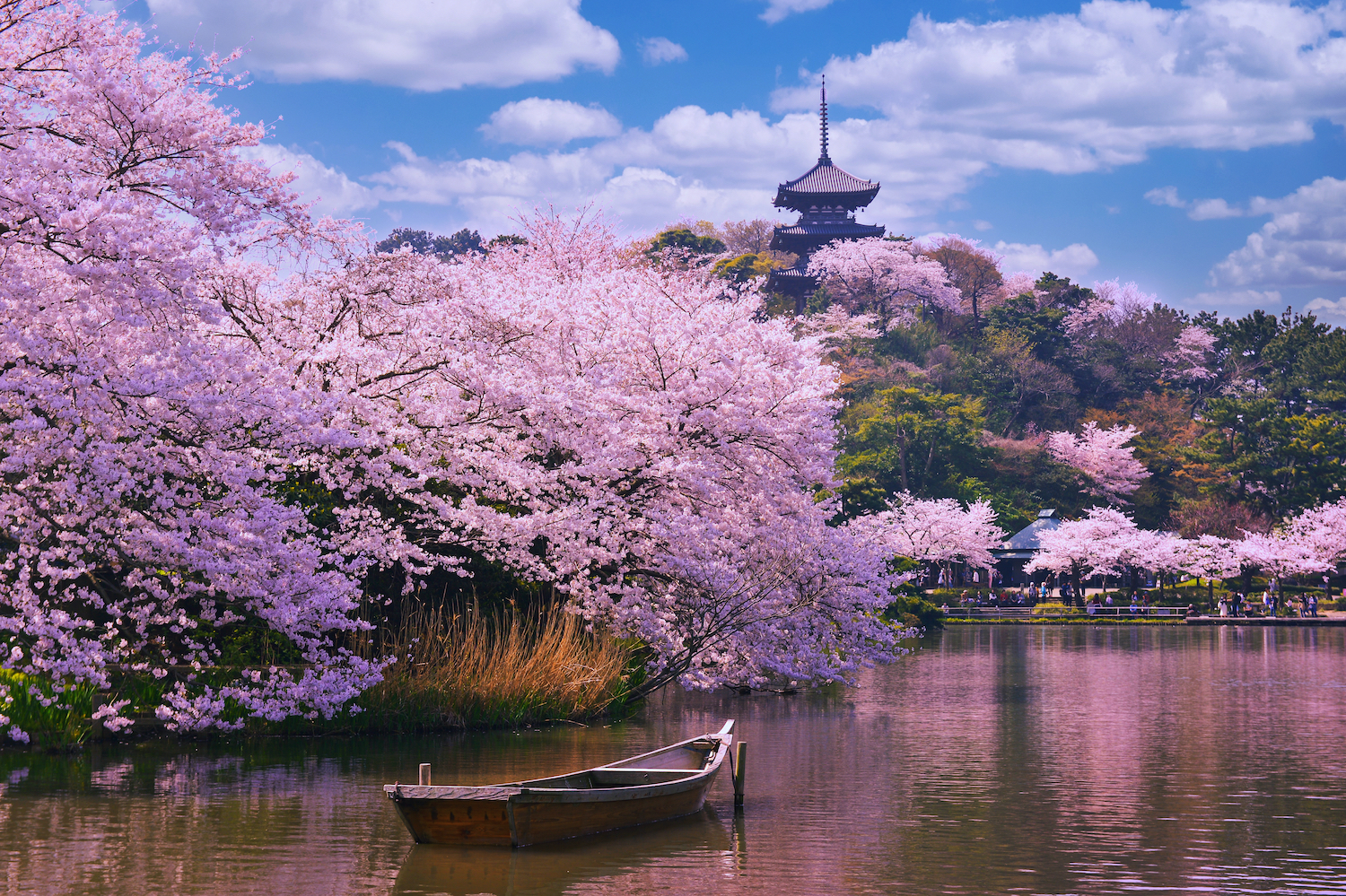 Pink sakura flowers over the river with a boat