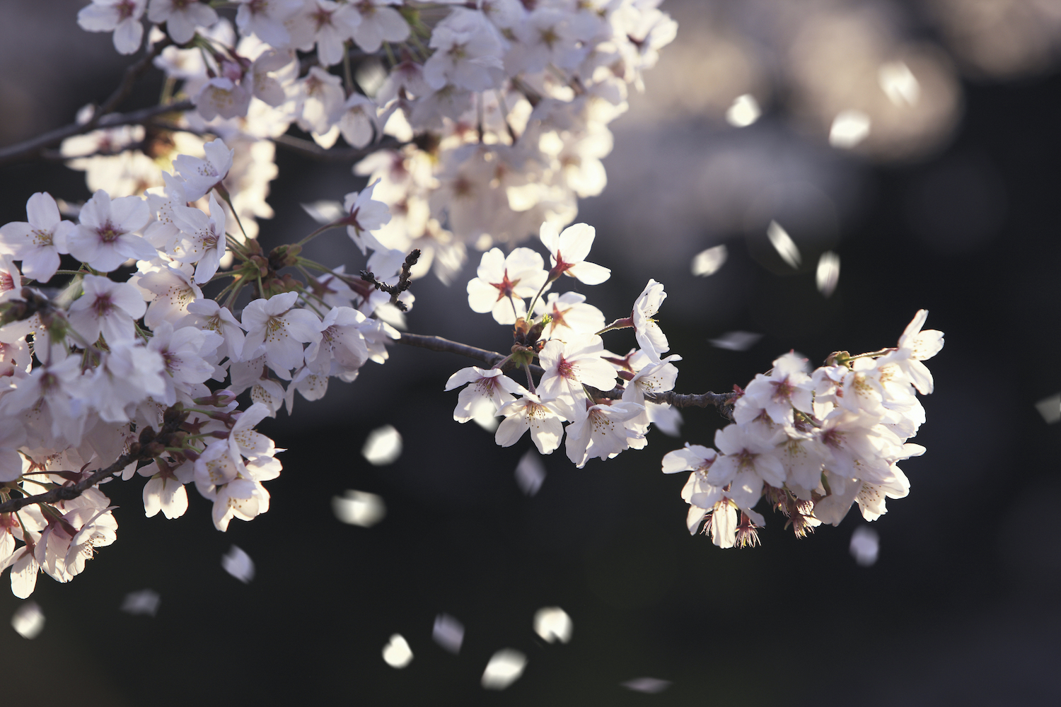 An Image of Sakura Fluttering Petals