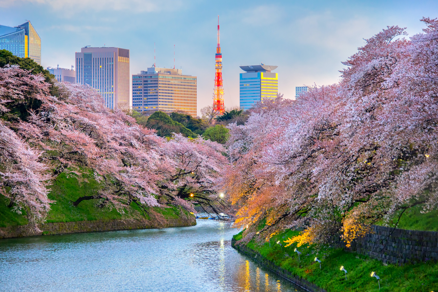 Chidorigafuchi park during the spring season this area is a popular sakura spot in Tokyo, Japan.