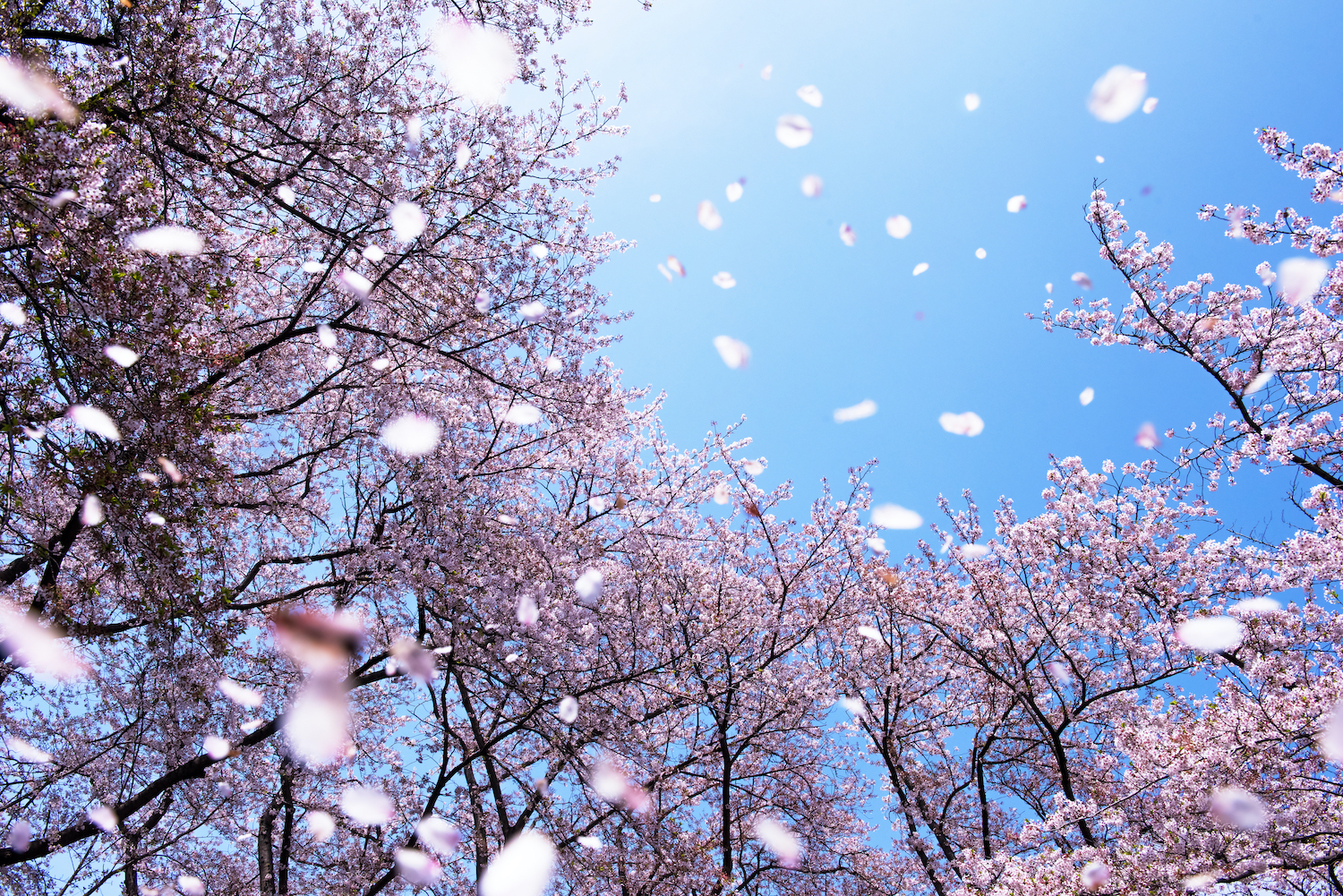 Magnificent scene of cherry blossoms flower petals floating and blown in a spring breeze. The focus is the background trees.
