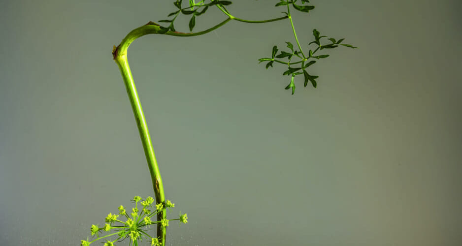 Flower arrangement with a minimum number of plants in a shallow base. Ikebana.