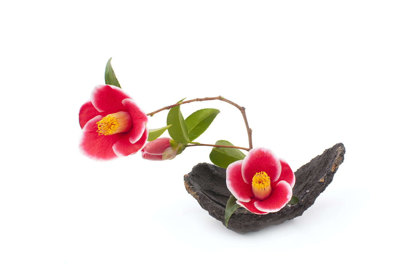 Pink flowers of camellia, minimalistic ikebana