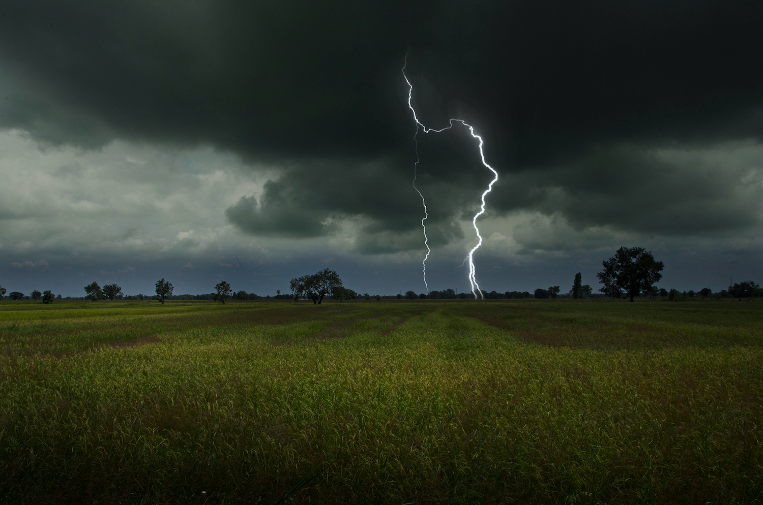 Strong lightning in harvesting rice field