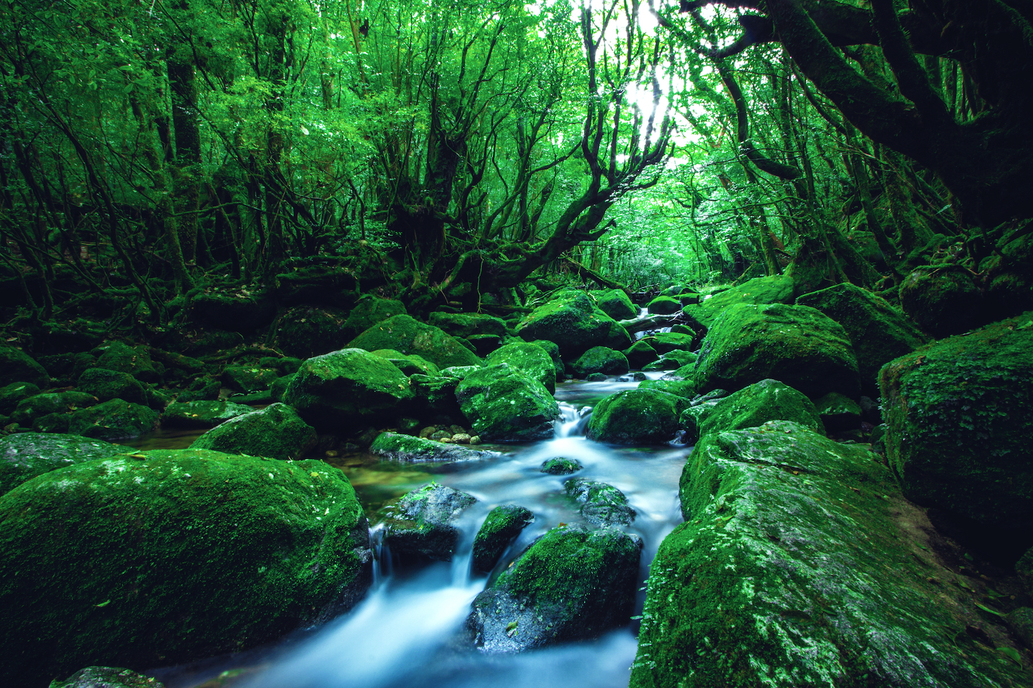 A vibrant scenery of a river in the middle of a forest in Yakushima, Japan