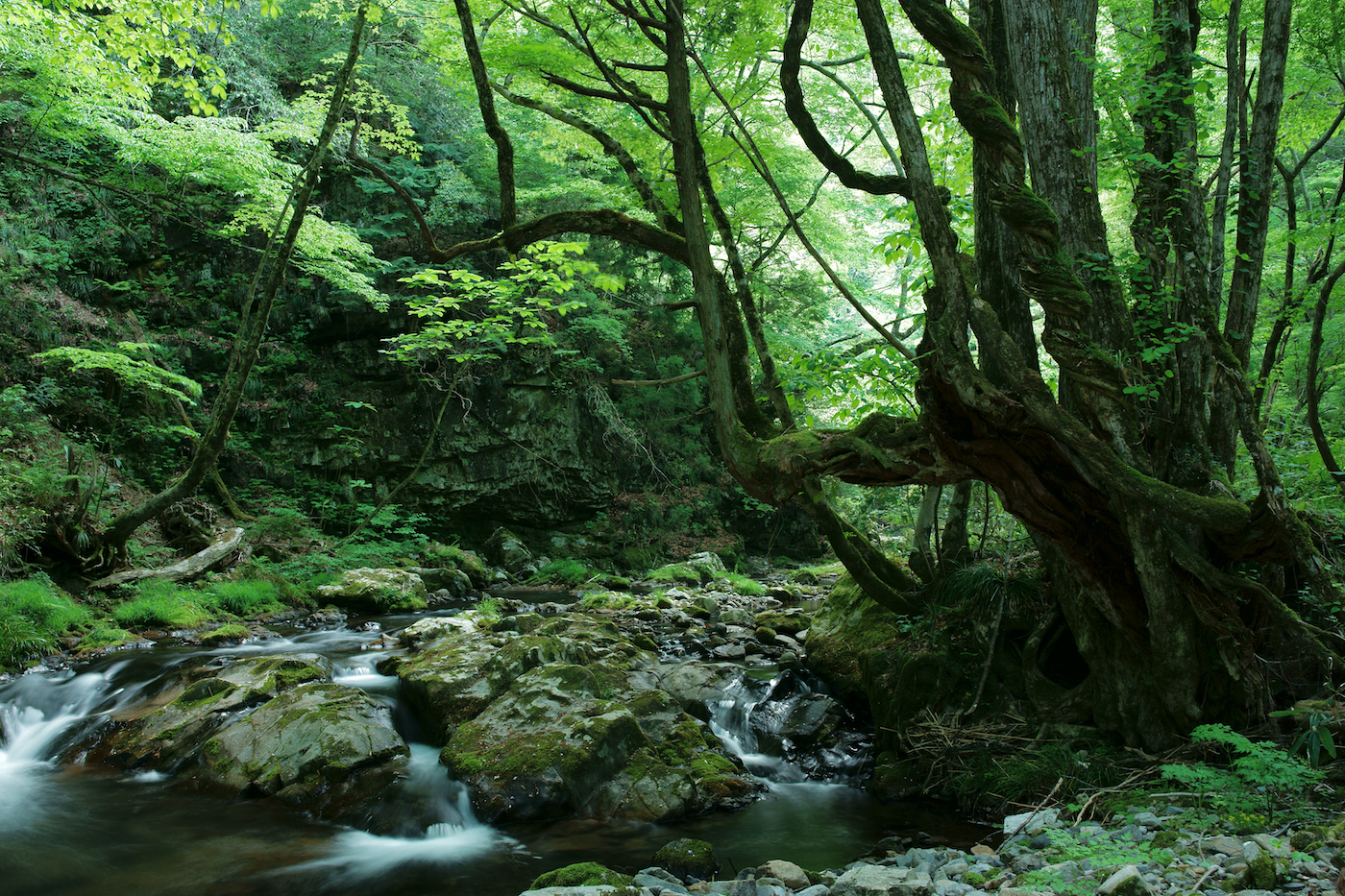 Green spring forest in Okayama, Japan