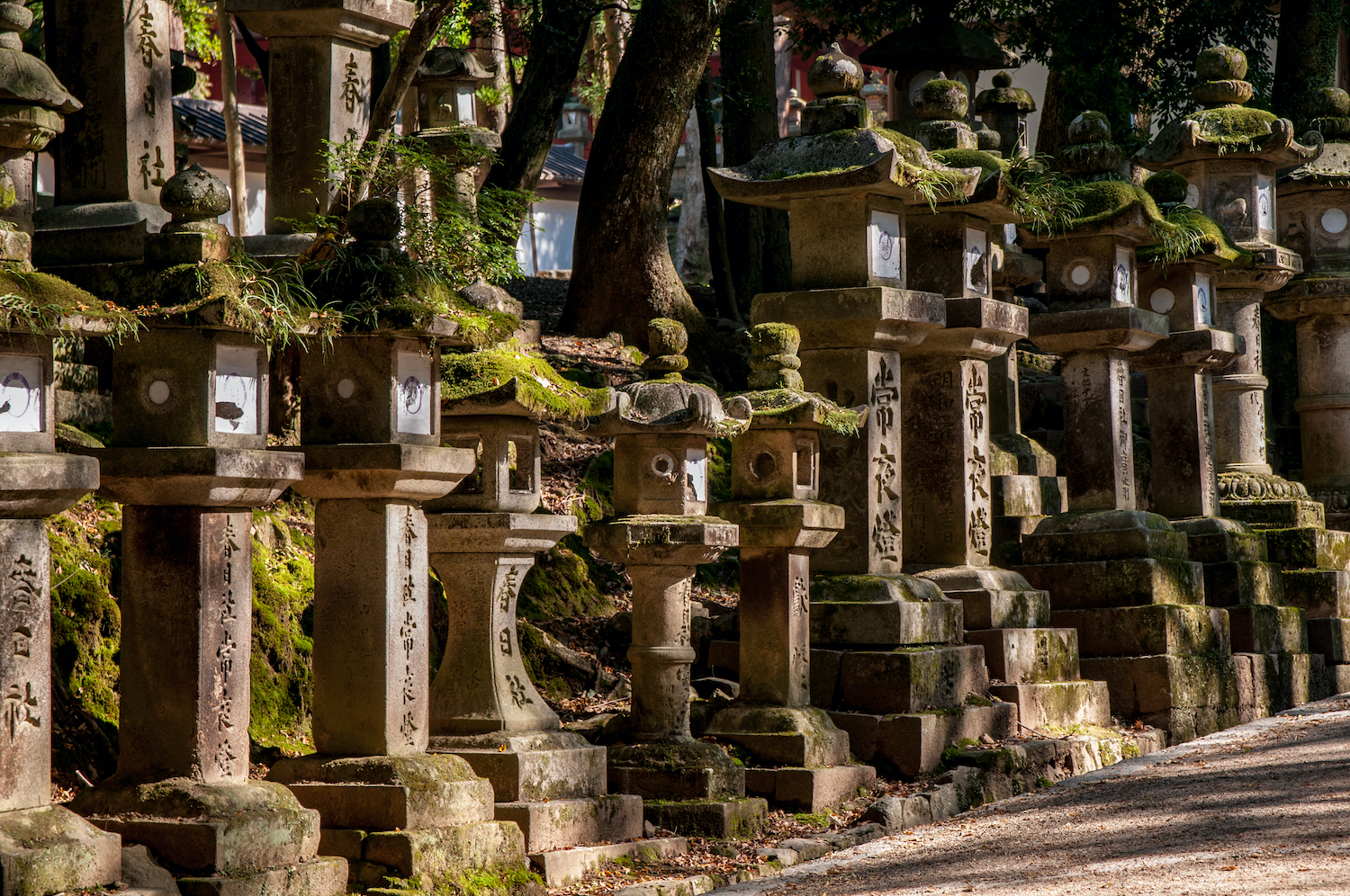 Hundreds of stone lanterns, called "toro", are lined up in the driveways leading to the Kasuga Shinto shrine in Nara, Japan, on Nov 6, 2017.