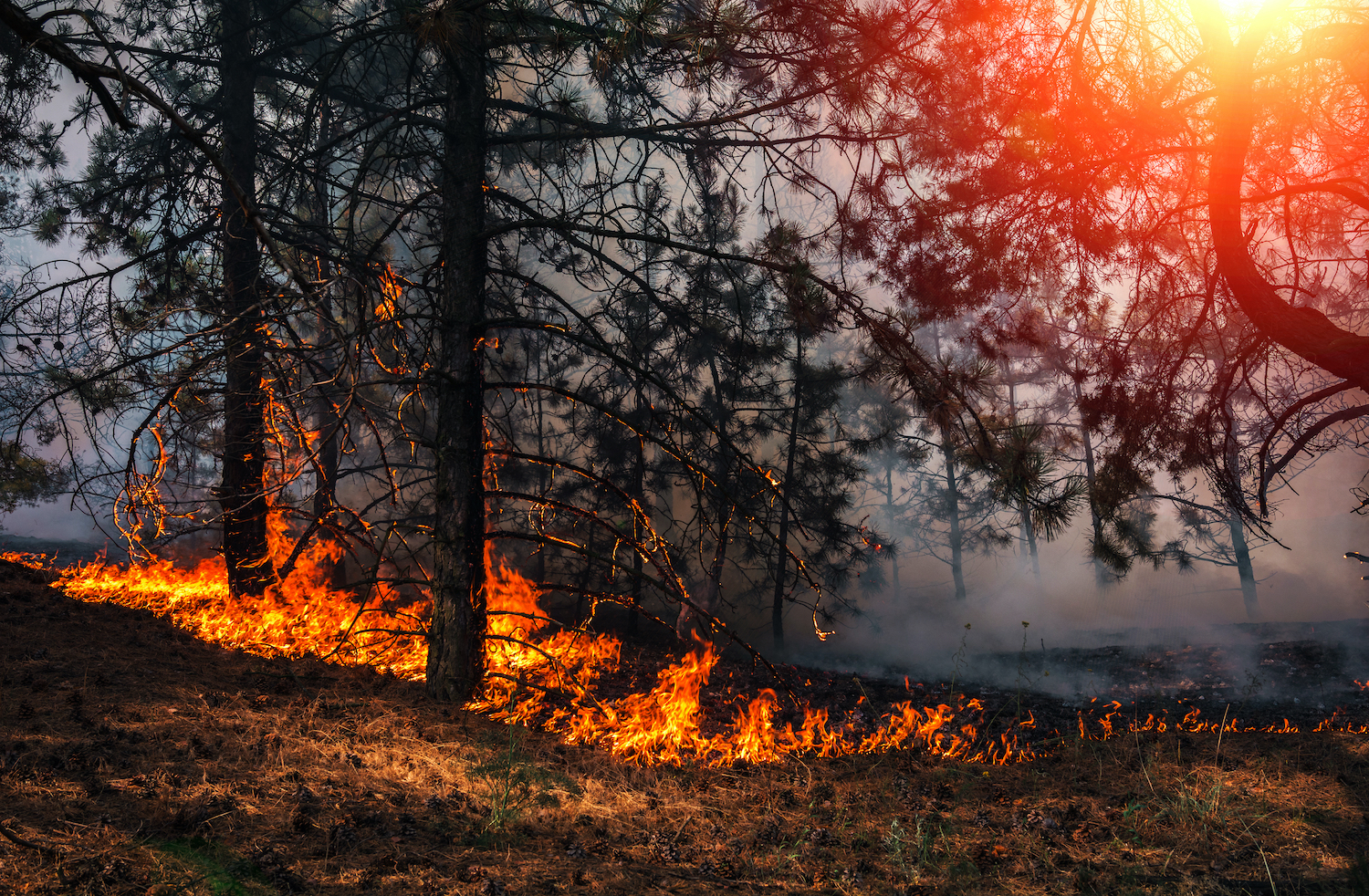 fire. wildfire, burning pine forest in the smoke and flames.