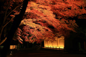 World Heritage Chusonji Autumn Leaves Light Up