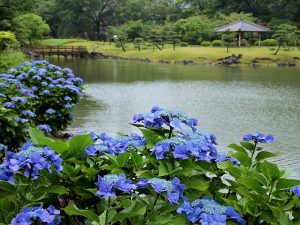 Hydrangea in the Hamarikyu Palace Garden in Tokyo, Japan