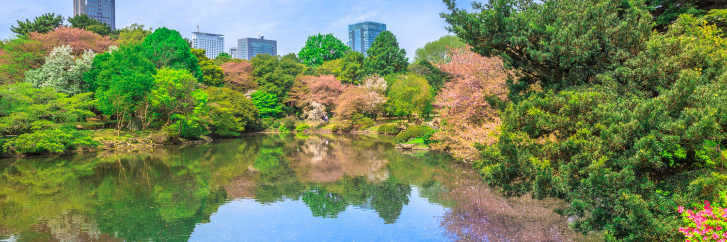 The Japanese Garden inside Shinjuku Gyoen, Shinjuku District, Tokyo, Japan in spring. Yoyogi skyline in the background reflects on the large pond. Shinjuku Gyoen is the most popular park in Tokyo.