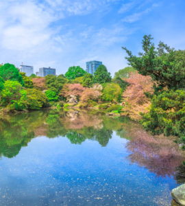 The Japanese Garden inside Shinjuku Gyoen, Shinjuku District, Tokyo, Japan in spring. Yoyogi skyline in the background reflects on the large pond. Shinjuku Gyoen is the most popular park in Tokyo.