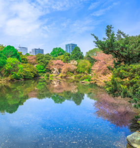 The Japanese Garden inside Shinjuku Gyoen, Shinjuku District, Tokyo, Japan in spring. Yoyogi skyline in the background reflects on the large pond. Shinjuku Gyoen is the most popular park in Tokyo.