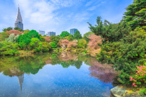 The Japanese Garden inside Shinjuku Gyoen, Shinjuku District, Tokyo, Japan in spring. Yoyogi skyline in the background reflects on the large pond. Shinjuku Gyoen is the most popular park in Tokyo.