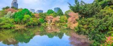 The Japanese Garden inside Shinjuku Gyoen, Shinjuku District, Tokyo, Japan in spring. Yoyogi skyline in the background reflects on the large pond. Shinjuku Gyoen is the most popular park in Tokyo.