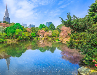 The Japanese Garden inside Shinjuku Gyoen, Shinjuku District, Tokyo, Japan in spring. Yoyogi skyline in the background reflects on the large pond. Shinjuku Gyoen is the most popular park in Tokyo.