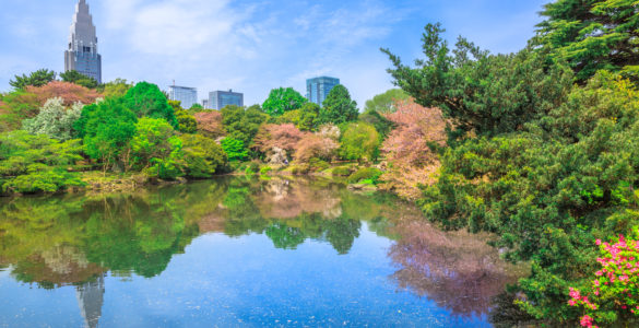 The Japanese Garden inside Shinjuku Gyoen, Shinjuku District, Tokyo, Japan in spring. Yoyogi skyline in the background reflects on the large pond. Shinjuku Gyoen is the most popular park in Tokyo.