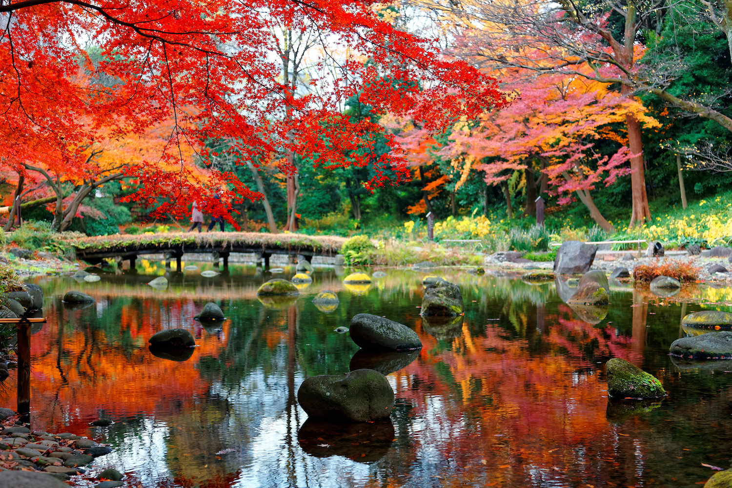 Autumn scenery of fiery maple trees by a wooden bridge reflected in the peaceful water of a pond in Koishikawa Korakuen, a traditional Japanese garden famous for brilliant fall foliage in Tokyo, Japan
