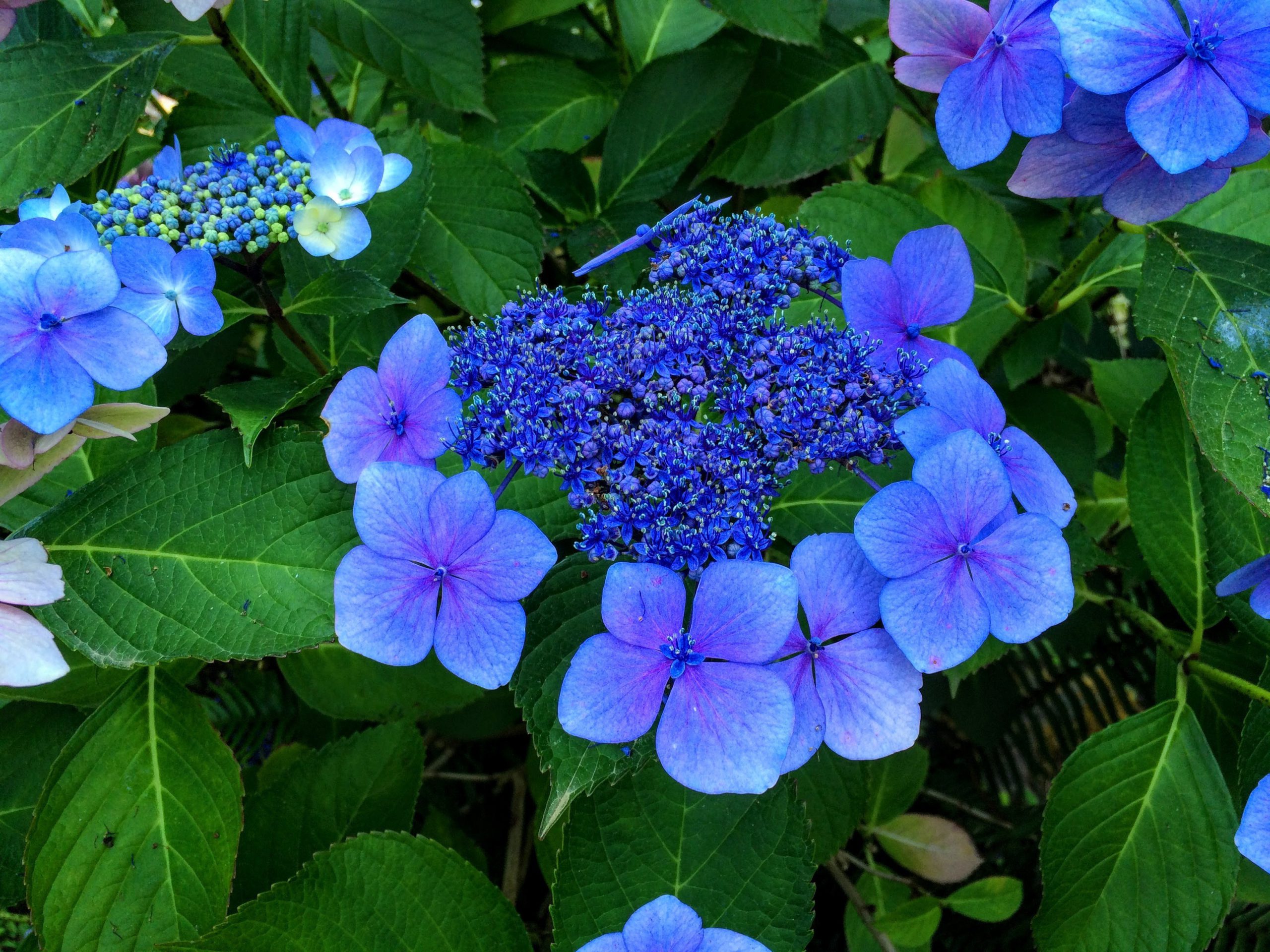 Blue Hydrangea